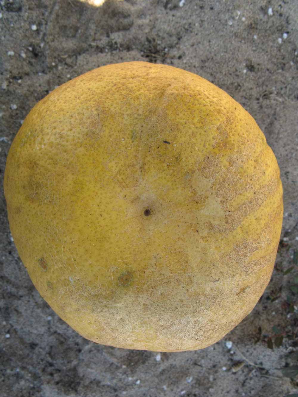              Fruit (Winter Haven, FL)       